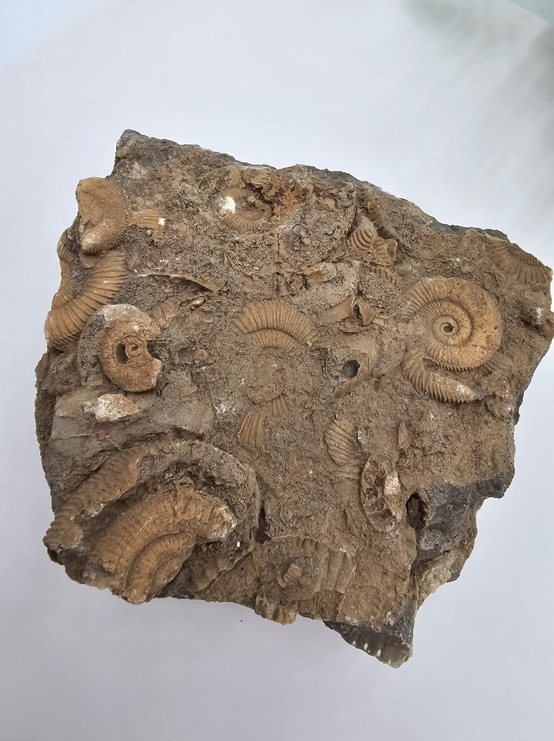 Fossil